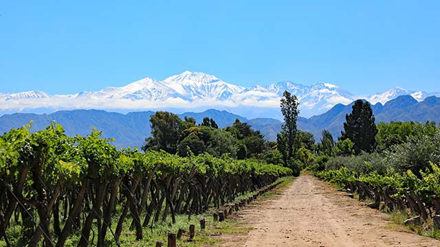 Winery in Argentina finds sustainable solution to operational challenges with Remote Support and Monitoring.jpg